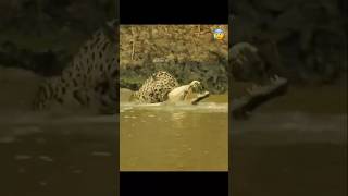 JAGUAR VS ALLIGATOR Epic Water Battle Fastest Swim Attack Ever Recorded shorts [upl. by Sybyl]