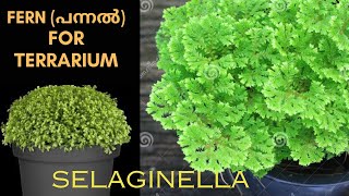 Selaginella Apoda the beautiful fern for terrarium Care and Propagation [upl. by Wilkinson953]