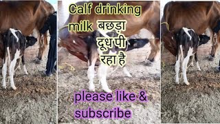 calf drinking milkबछड़ा दूध पी रहा हैshortscow youtubeshortstrendingtopviralshort2024 best [upl. by Balcke967]