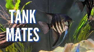 Top 10 Tank Mates for Freshwater Angelfish [upl. by Moht]