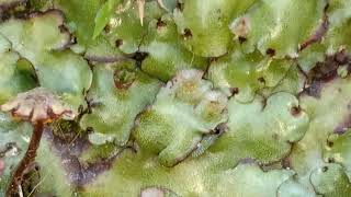 Marchantia  A genus of liverworts [upl. by Aihsital]