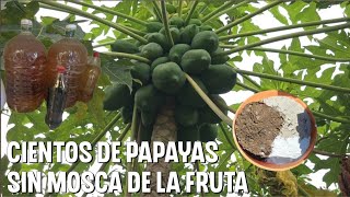 Como tejer cientos de PAPAYAS sin mosca de la fruta usando lejía de ceniza  melaza [upl. by Llenrad]