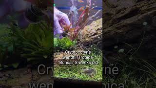 Cryptocoryne wendtii Tropica Bonsai shorts [upl. by Anauqaj]