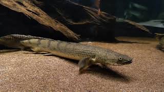 Curious lower jaw bichirs P lapradei congicus endlicheri and friends temporary tank [upl. by Llien]