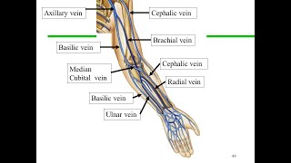 Anatomy of the Cephalic vein and Basilic vein [upl. by Orlando]