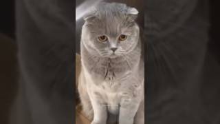 Guilty Pets🤣 Who did this Funny Dogs And Cats Videos  Funniest Animals shorts funnyanimals [upl. by Ativahs]