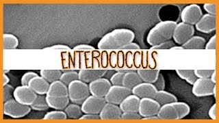 Enterococcus E Faecalis amp E Faecium [upl. by Hoag]