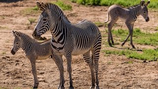 Two Grevy’s Zebra Births Add to Endangered Population [upl. by Law]