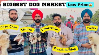 BIGGEST DOG MARKET IN PUNJAB  DOG SHOW LUDHIANA 2022  Part 1 [upl. by Tigdirb]