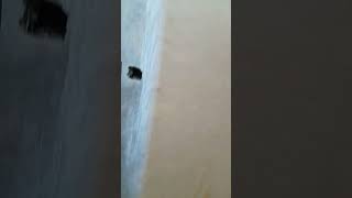 how to fix a laminated plywood on a wadrobe back using wood glueprofessional glue [upl. by Marcellus]