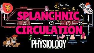 SPLANCHNIC CIRCULATION Portosystemic shunts Gastrointestinal blood flow physiology [upl. by Aneeres]