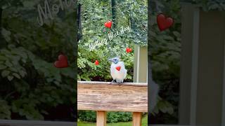 Blue Jay Molting Taking Treat bluejay feedingbird backyardbirdwatchers birdinglife birders [upl. by Derej]