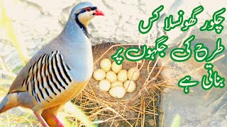 Chakor nest  female chakor ki awaz  partridge nest [upl. by Enimassej]