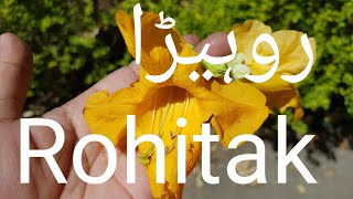 Rakta rohida ke faydeروہیڑا کی شناخت اور نسخہ جات [upl. by Ardeha]