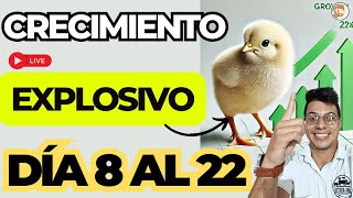 🐣 ¡Nutrición para un Crecimiento Explosivo 🐔 Estrategia Día 822 en los Pollos de Engorde 📈✨ [upl. by Aeslehc]