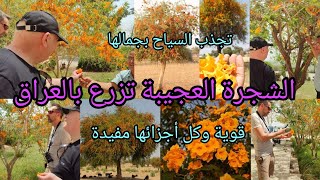 الفرفار شجرة العسل Tecomella undulata ‏Honey tree قوية كل أجزائها مفيدة تنجح بكل بالدول العربية [upl. by Pliam]