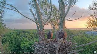 Captiva Eagle Cam  2022925 [upl. by Joses]