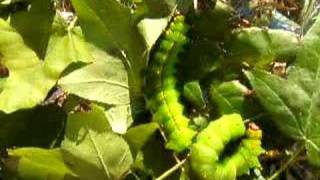 Indian moon moth caterpillar Actias selene 1 [upl. by Wrand53]