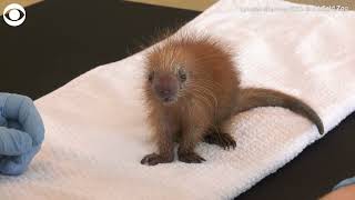 Baby porcupine being cared for by staff at Brookfield Zoo [upl. by Aerb513]