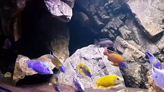 Malawi Cichlid Tank 1 Rock Cave 20140117 [upl. by Renado771]