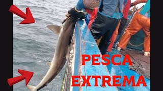 LA IMPACTANTE PESCA de TIBURON MARTILLO en ALTA MAR [upl. by Allicerp]