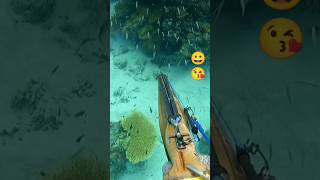 Spearfishing sleeping marble grouper [upl. by Elnar]