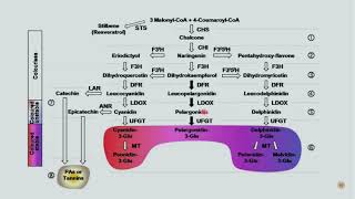 Biosynthesis and Functions of Flavonoids [upl. by Ramoj121]