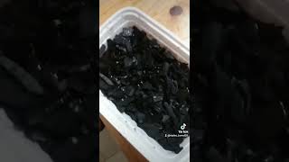 How to breed thousands of springtails pets terrarium bioactive crestedgeckos reptiles [upl. by Anaerdna]