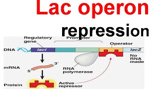 Lac operon repression  lac repressor [upl. by Male]