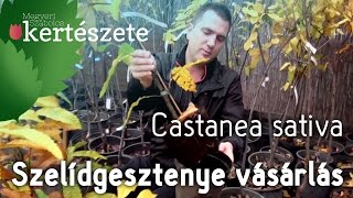 Castanea sativa  Szelídgesztenyefa csemete vásárlás  Szelídgesztenyefa rendelés [upl. by Ellswerth]