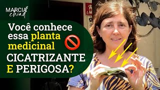 Saiba COMO USAR e COMO NÃO USAR o CONFREI uma planta super cicatrizante muito usada  Marcia Chiad [upl. by Imehon]