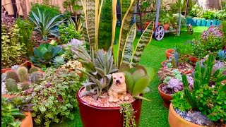 Mother in Laws Tongue  Sansevieria Trifasciata Replanting [upl. by Arinayed785]