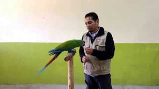 Entrenamiento de guacamayas en Parque Morelos [upl. by Notgnilliw]