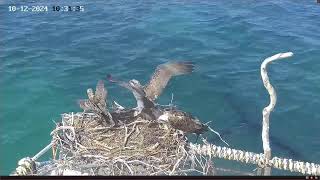 Port Lincoln Osprey 10122024 1025 [upl. by Annabelle]