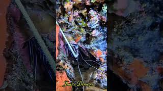 fantasticspinyrocklobsterpanulirusargusshortsscubaunderwatervideographymoalboalcebu🇵🇭 [upl. by Ave]