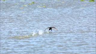 American Coot Walking on Water [upl. by Glad107]