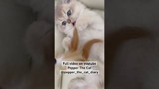 2 month old kitten cat playing with feather bell stick toy short ver [upl. by Adroj]