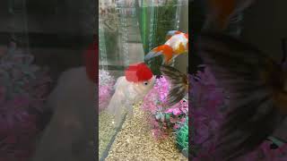 Red cap Oranda goldfish fish japan [upl. by Allemaj]