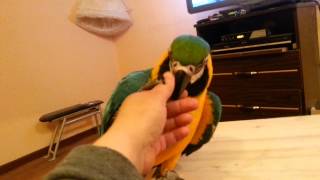 Арочка моя говорит и балуется funny parrot macaw talking [upl. by Sibylle]