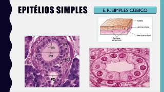 Tecido Epitelial de Revestimento Classificação Aula 1 [upl. by Tammy423]