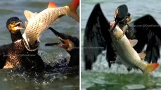 Fishing with Great Cormorant Birds  Incredible fishing qualified Bird [upl. by Dahij91]