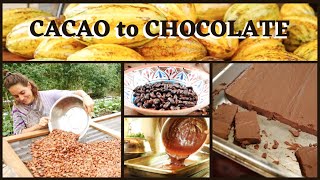 Farm to Table Chocolate Making  Cacao Harvest amp Process [upl. by Aillicsirp932]