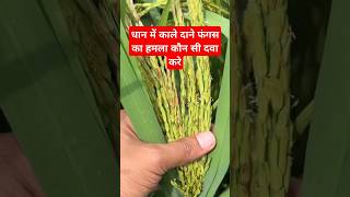 amistar top syngenta  amistar top fungicide dhankheti dhankikheti parveenfarming npkfertilizer [upl. by Oirasan]