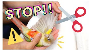 WING CLIPPINGFLIGHT FEATHER TRIMMING  Why You Should Leave Your Birds Flighted [upl. by Ethelbert]