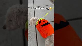 Mr Darcy on a walk youtube fyp cute mrdarcy ksi viralvideo aww cute dog halloween [upl. by Julienne354]