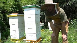 Preparing to Harvest Honey with Bee Escapes [upl. by Col]