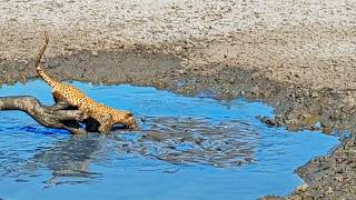 Leopard Dives into Muddy Water to Catch Fish [upl. by Sebastien]