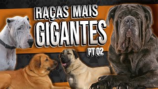 OS MAIORES CACHORROS DO MUNDO  Parte II  TOP 10 [upl. by Nahta536]