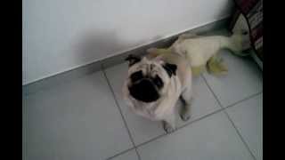 Il carlino pug Lancillotto super felice quando sa che deve uscire [upl. by Nailliw]