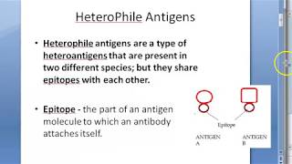 Microbiology 124 a HeteroPhile Antigens Epitope Weil Felix Reaction Paul Bunnell Cold Agglutination [upl. by Cichocki]